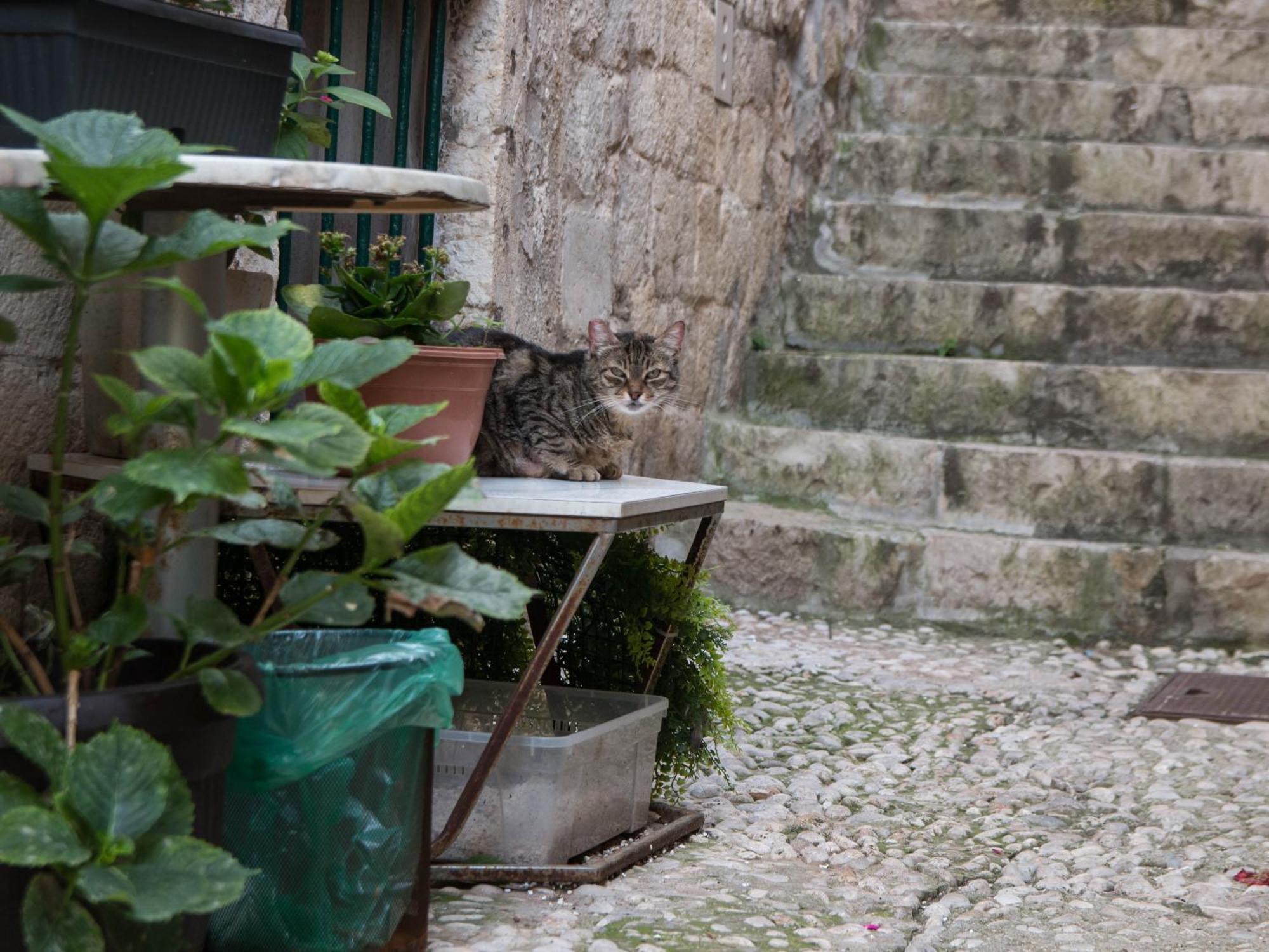 Belissima Ella Daire Dubrovnik Dış mekan fotoğraf